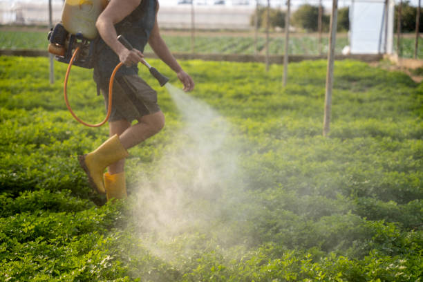 Best Wasp Removal Services  in Ellington, MO