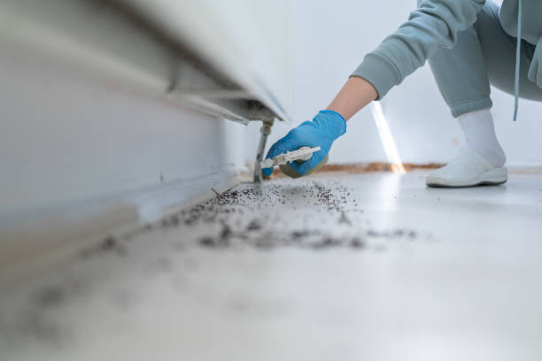 Best Affordable Pest Control Services  in Ellington, MO